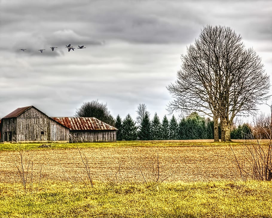 graner, rústic, graners, ohio, art digital, rural, escènic, país, camp, paisatge, cobert, coberts, granja, granges, agricultura, agrícola, Masia, campanar, comtat, americana, foto, fotografia, estructura, estructures, sturgell, William Sturgell, factura sturgell, històric, decoració de la llar, edificis, núvols, cel, arbre, arbres, ennuvolat, cels, males herbes, comtat del campanar, urbana, núvol - cel, estructura construïda, planta, arquitectura, exterior de l'edifici, terra, naturalesa, escena rural, vertebrats, animal, edifici, cap gent, temes d'animals, arbre nu, herba, a l'aire lliure, 2K
