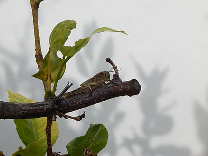 graella, insecte, macro, ombra, blanc, verd, naturalesa, planta, Llagosta, fauna animal, animals a la natura, temes d'animals, un animal, vertebrats, animal, part de la planta, arbre, branca, full, cap gent, ocell, dia, posat, centrar-se en primer pla, a l'aire lliure, rèptil, 4K, CC0, domini públic, lliure de regalies