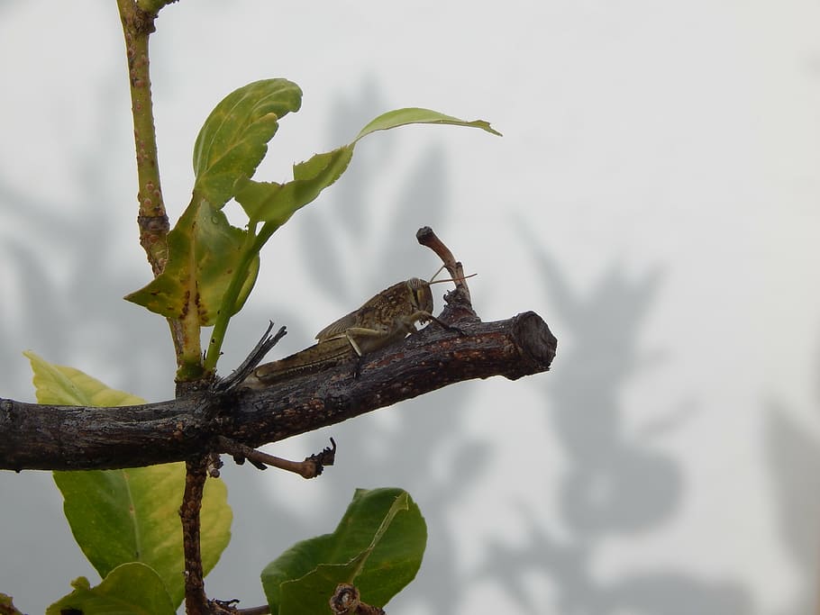 graella, insecte, macro, ombra, blanc, verd, naturalesa, planta, Llagosta, fauna animal, animals a la natura, temes d'animals, un animal, vertebrats, animal, part de la planta, arbre, branca, full, cap gent, ocell, dia, posat, centrar-se en primer pla, a l'aire lliure, rèptil, 4K