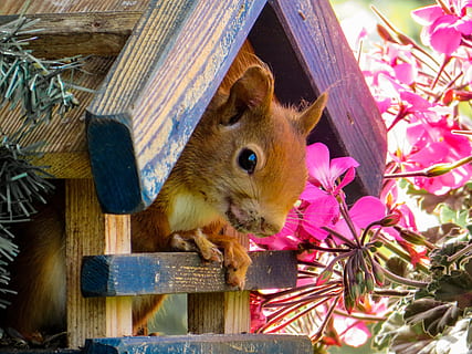 marró, ardilla, fusta, casa, esquirol, bonic, jardí, ocell, rosegador, animal, mamífer, naturalesa, animals i mascotes, mascotes, vida salvatge, un animal, petit, esponjós, imatge en color, temes d'animals, flor, cap gent, fauna animal, planta amb flors, planta, vertebrats, material de fusta, primer pla, dia, animals a la natura, a l'aire lliure, color rosa, nacional, bigotis, 4K, CC0, domini públic, lliure de regalies