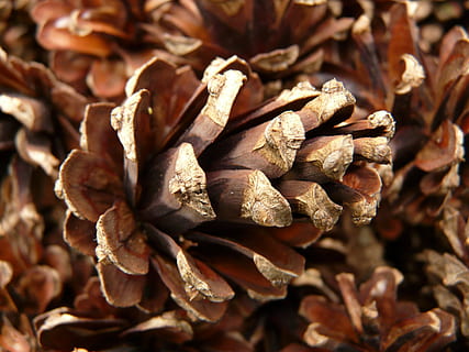 pigne, pino, legna, albero, macro, vicino, bilance a cono, scala, avvicinamento, fotogramma intero, nessuno, sfondi, cibo e bevande, asciutto, cibo, Marrone, natura, giorno, concentrarsi sulle conoscenze acquisite, freschezza, abbondanza, pianta, grande gruppo di oggetti, pigna, messa a fuoco selettiva, mangiare sano, cibo essiccato, benessere, 2K, CC0, dominio pubblico, privo di copyright
