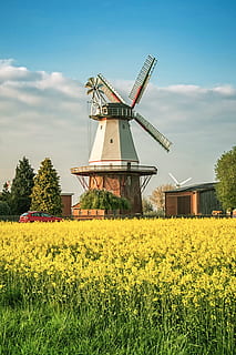 cer, moara de vant, peisaj, agricultură, rural, rapiță de rapiță, camp, fermă, canola, natură, albastru, industrie, vară, galben, în aer liber, a decupa, mediu inconjurator, plantă, turbină eoliană, conservarea mediului, combustibil și generarea de energie electrică, energie regenerabila, turbină, teren, Energie alternativa, Putere eoliana, mori tradiționale de vânt, floare, nor - cer, nici o persoana, 4K, CC0, domeniu public, fără drepturi de autor