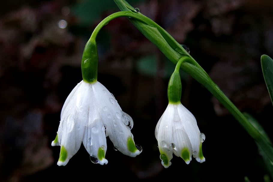 floc de neu, flor de primavera, blanc, tancar, moll de primavera, frühlingsblüher, maigloeckchen, gota d’aigua, planta, primer pla, bellesa a la natura, creixement, centrar-se en primer pla, flor, frescor, planta amb flors, naturalesa, vulnerabilitat, pètal, fragilitat, cap gent, Color blanc, color verd, inflorescència, aigua, humit, tirar, cap de flor, a l'aire lliure, rosada, gota de pluja, 2K