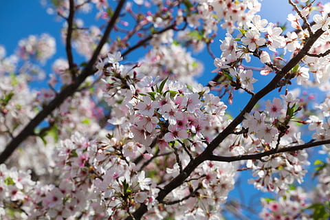 kirsebær, træ, afdeling, blomst, sæson, æble, natur, blomme, plante, blå himmel, frugttræer, forår, kronblad, knop, blomstring, friskhed, mandler, solrig, blomstrende plante, blomstre, skrøbelighed, skønhed i naturen, sårbarhed, vækst, kirsebær blomst, dag, ingen mennesker, tæt på, lav vinkel visning, lyserød farve, Kvist, Kirsebærtræ, udendørs, blomsterhoved, 5K, CC0, offentligt domæne, royaltyfrie