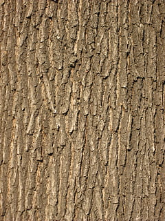 eg bark, bark, struktur, mønster, baggrund, træ, Skov, tekstureret, tæt på, tekstureret effekt, natur, træ - materiale, baggrunde, fuld ramme, træstamme, bagagerum, ru, ingen mennesker, plantebark, Brun, forvitret, dag, udendørs, plante, naturligt mønster, revnet, 2K, CC0, offentligt domæne, royaltyfrie