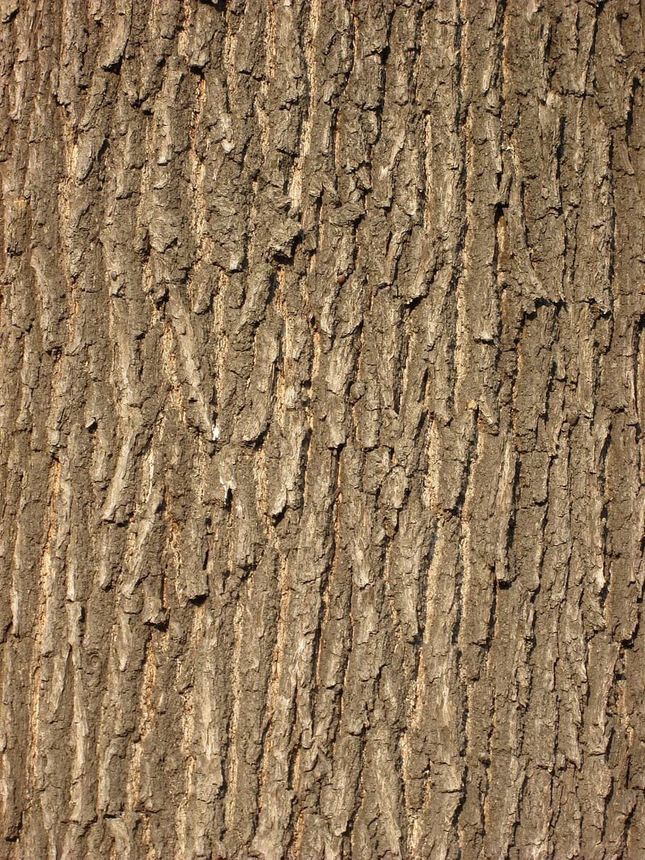 eg bark, bark, struktur, mønster, baggrund, træ, Skov, tekstureret, tæt på, tekstureret effekt, natur, træ - materiale, baggrunde, fuld ramme, træstamme, bagagerum, ru, ingen mennesker, plantebark, Brun, forvitret, dag, udendørs, plante, naturligt mønster, revnet, 2K