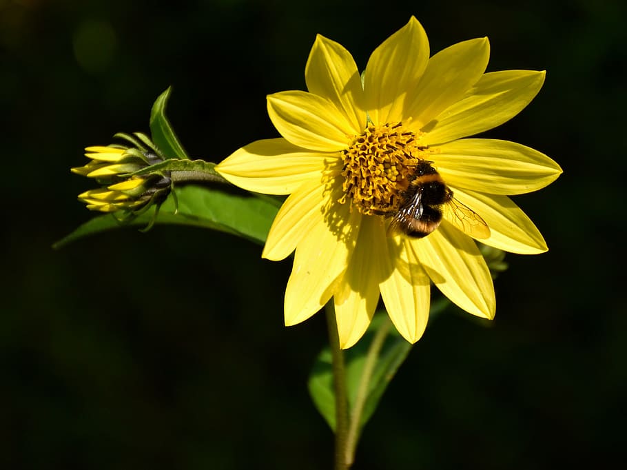 abella, flor, florir, tancar, naturalesa, groc, flor groga, planta amb flors, fragilitat, cap de flor, pètal, frescor, vulnerabilitat, temes d'animals, invertebrat, animal, un animal, insecte, bellesa a la natura, animals a la natura, inflorescència, fauna animal, creixement, planta, primer pla, pol·len, polinització, cap gent, a l'aire lliure, 4K