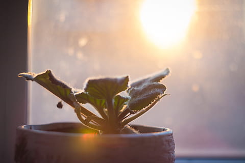 flor, tolet, janela, Dom, leve, retroiluminado, violetas, em uma panela, planta interna, natureza, dentro de casa, plantar, luz solar, fechar-se, ninguém, estilo de vida saudável, tranquilidade, comida e bebida, bem-estar, relaxamento, zen-like, riqueza, focar em primeiro plano, Comida, reflexo de lente, beleza na natureza, frescura, erva, luxo, 5K, CC0, domínio público, royalty free