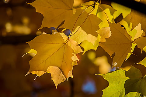 maple leafs, outono, árvore, árvore de bordo, colorida, parte da planta, folha, amarelo, focar em primeiro plano, natureza, folha de Carvalho, mudança, fechar-se, ninguém, beleza na natureza, luz solar, ao ar livre, plantar, céu, dia, crescimento, ramo, sai, 5K, CC0, domínio público, royalty free
