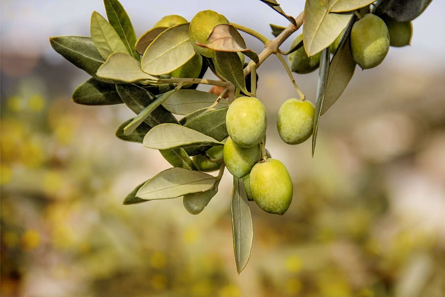 fruits de mango, olives, arbres, fruita, plantes, flora, menjar i beguda, menjar, alimentació saludable, full, arbre, part de la planta, planta, creixement, frescor, branca, naturalesa, centrar-se en primer pla, cap gent, primer pla, color verd, arbre fruiter, dia, agricultura, a l'aire lliure, madur, condició natural, 4K