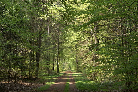 camí forestal, estiu, bosc, carril, arbre, planta, terra, direcció, tranquil·litat, el camí a seguir, creixement, bellesa a la natura, naturalesa, escena tranquil·la, sendera, color verd, cap gent, dia, exuberant fullatge, escena no urbana, brutícia, carretera, a l'aire lliure, ruta, copa de l'arbre, 4K, CC0, domini públic, lliure de regalies