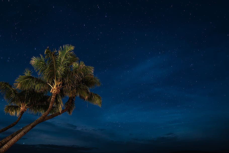 fons de pantalla de palmeres, fotografia, verd, arbre de coco, nit, arbre, cel, estrella, blau, palmell, oceà, hawai, naturalesa, nightcape, núvol, estrella - espai, planta, Palmera, astronomia, bellesa a la natura, espai, vista d’angle baix, creixement, clima tropical, tranquil·litat, escenics - natura, escena tranquil·la, tronc de l'arbre, cap gent, tronc, a l'aire lliure, palmera de coco, llum de la lluna, 5K
