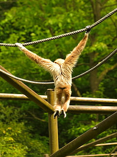 mico, infern, depenen, naturalesa, dolç, arbre, animal, món animal, zooaufnahme, mamífer, intel · ligent, swing, purry, bonic, criatura, pell, un animal, temes d'animals, fauna animal, cap gent, dia, penjant, centrar-se en primer pla, planta, corda, vertebrats, primat, a l'aire lliure, color verd, terra, herba, animals domèstics, 2K, CC0, domini públic, lliure de regalies