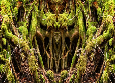 vell, arrel de l’arbre, naturalesa, registre, planta, arrel, deformes, boca, estructura, arrel antiga, podridura, decaïment, resistent, molsa, arbre, bosc, un animal, marc complet, dia, a l'aire lliure, cap gent, color verd, creixement, primer pla, fons, terra, creativitat, compost digital, simetria, arquitectura, part de la planta, bellesa a la natura, temes d'animals, 4K, CC0, domini públic, lliure de regalies