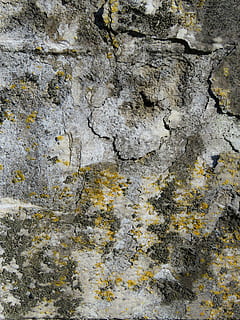 fotografi, beton, belagt, alger, struktur, baggrund, væg, gips, væve, facade, forvitret, gammel, rock-objekt, tekstureret, fuld ramme, baggrunde, abstrakt, bygget struktur, ingen mennesker, natur, tæt på, arkitektur, dag, ru, solid, klippe, mønster, murbygningsfunktion, grå, lichen, udendørs, vækst, plante, 5K, CC0, offentligt domæne, royaltyfrie