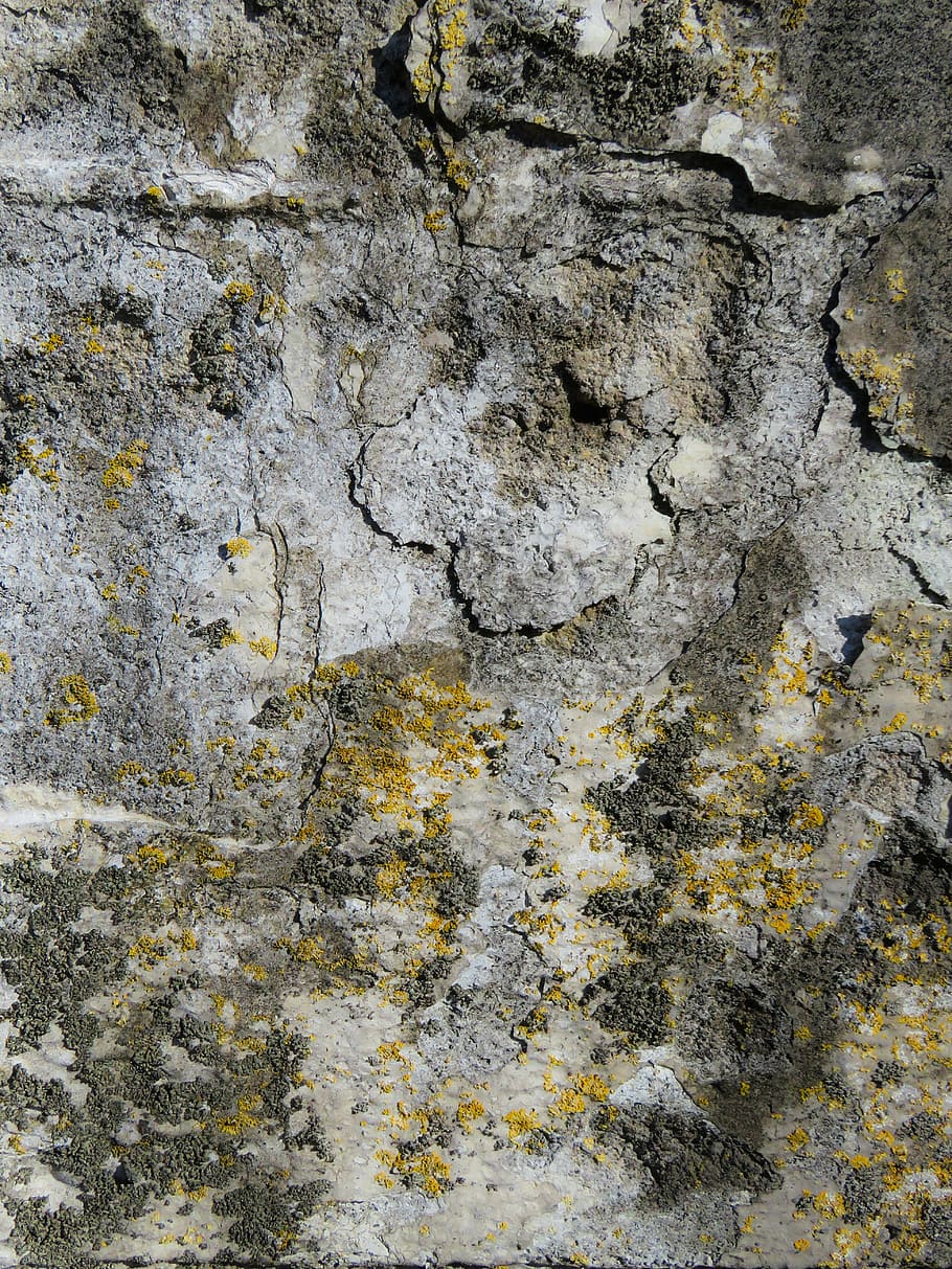 fotografi, beton, belagt, alger, struktur, baggrund, væg, gips, væve, facade, forvitret, gammel, rock-objekt, tekstureret, fuld ramme, baggrunde, abstrakt, bygget struktur, ingen mennesker, natur, tæt på, arkitektur, dag, ru, solid, klippe, mønster, murbygningsfunktion, grå, lichen, udendørs, vækst, plante, 5K