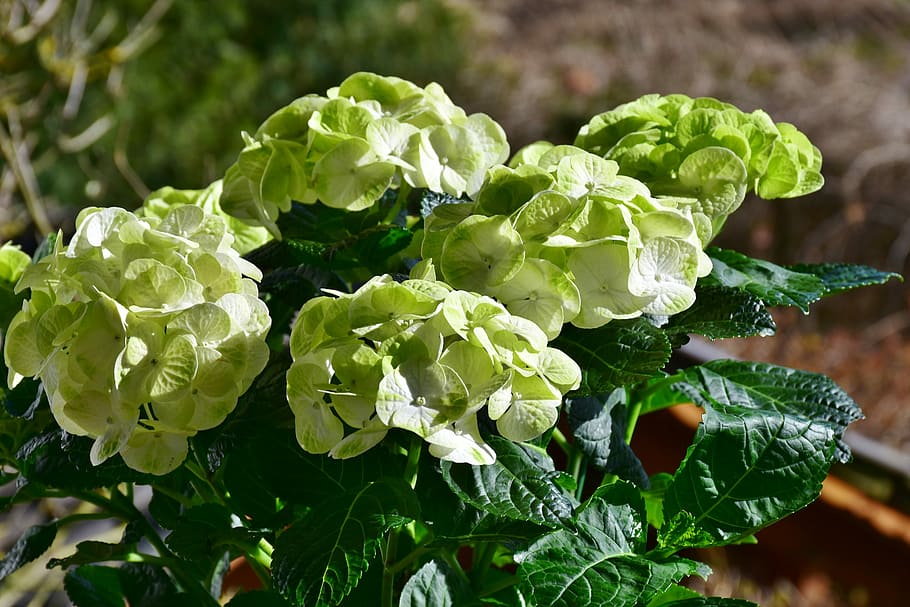 yeşil, Petaled çiçekler, gündüz, hydrangeas, Çiçekler, Sarı, çiçek, Bahçe, çiçeklenme, Çiçek açmak, bahçe tesisi, kapat, ortanca çiçek, parlak, doğa, Yaprak, bitki, bahar, bitki örtüsü, bahçeleri, bahar çiçekleri doğa, bahar uyanışı, güzel, dekorasyon, hediye, büyüme, bitki bölümü, tazelik, yeşil renk, kapatmak, Gıda, yiyecek ve içecek, gün, sebze, doğada güzellik, sağlıklı beslenme, insansız, ön plana odaklanmak, çiçekli bitki, açık havada, Güvenlik açığı, çiçek kafa, Bahçıvanlık, 5K