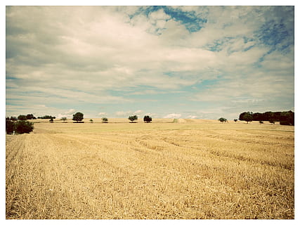 landskab, træer, felter, strå, himmel, blå, gul, bred, skyer, Tyskland, Hesse, jord, miljø, Mark, rolig scene, sky - himmel, ro, landbrug, skønhed i naturen, landlige scene, plante, scenics - natur, automatisk postproduktionsfilter, natur, gård, overfør print, ingen mennesker, hø, dag, plantage, 2K, CC0, offentligt domæne, royaltyfrie