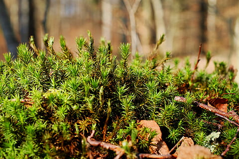 planta de fulla verda, molsa, bella meva de widerton, bosc, arrel de l’arbre, bemoost, és clar, sòl del bosc, creixement, color verd, planta, naturalesa, terra, cap gent, camp, dia, enfocament selectiu, bellesa a la natura, primer pla, a l'aire lliure, llum solar, tranquil·litat, frescor, arbre, full, agricultura, centrar-se en primer pla, 4K, CC0, domini públic, lliure de regalies