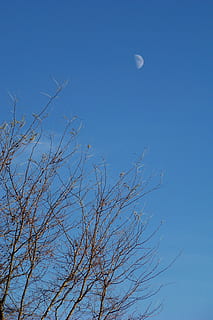 lua, árvore, céu, Claro, azul, dia, meia-lua, visão de baixo ângulo, espaço, plantar, tranquilidade, beleza na natureza, céu limpo, ninguém, natureza, cena tranquila, astronomia, scenics - natureza, ramo, árvore nua, ao ar livre, lua planetária, 2K, CC0, domínio público, royalty free