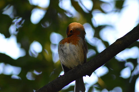 robin, rød robin, fugl, træ, perching, dyreliv, afdeling, dyr, plante, et dyr, dyr i naturen, hvirveldyr, dyre temaer, fokus på forgrunden, natur, dag, ingen mennesker, lav vinkel visning, udendørs, selektiv fokusering, tæt på, 5K, CC0, offentligt domæne, royaltyfrie