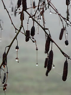 kittens, regen, takken, focus op de voorgrond, opknoping, fabriek, boom, groei, detailopname, tak, geen mensen, natuur, dag, pussy willow, schoonheid in de natuur, buitenshuis, voedsel, eten en drinken, takje, selectieve aandacht, fruit, versheid, 4K, CC0, publiek domein, royaltyvrij