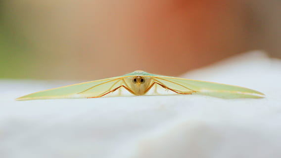 moth, green, macro, reverse ring, small, beauty, insect, balance, close, reverse, sweet, symmetry, look, one animal, animal themes, animal, animal wildlife, animals in the wild, close-up, invertebrate, no people, selective focus, animal body part, nature, day, studio shot, outdoors, animal wing, freshness, focus on foreground, copy space, 4K, CC0, public domain, royalty free