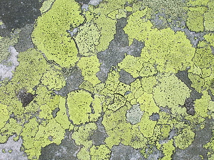 lichen, sten-, struktur, overflade, høj vinkel visning, grøn farve, dag, ingen mennesker, natur, udendørs, miljø, gul, mønster, vej, revnet, baggrunde, fuld ramme, plante, direkte over, vækst, tekstureret, scenics - natur, sollys, asfalt, 2K, CC0, offentligt domæne, royaltyfrie