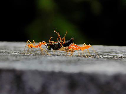 parece, me gusta, último, viaje, naranja, hormigas, que lleva, negro, avispa, fotografía de primer plano, hormiga, rojo, loco, criaturas, fauna animal, invertebrado, insecto, de cerca, enfoque selectivo, animales en la naturaleza, nadie, grupo de animales, naturaleza, comida, al aire libre, día, longitud total, multi color, color naranja, pequeña, nivel de la superficie, 5K, CC0, dominio público, libre de derechos