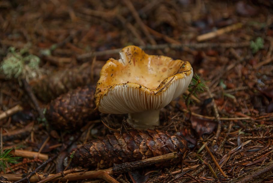 houba, les, podzim, borovice jablko, zeleniny, jídlo, detail, přistát, Příroda, nikdo, zaměřit se na popředí, den, muchomůrka, rostlina, růst, jídlo a pití, strom, pole, zvíře, venku, hnědý, jedovatý, agrese, 4K
