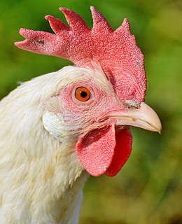 selettivo, messa a fuoco, bianca, gallina, pollo, pollame, gamma, bestiame, azienda agricola, uccello, polli, animale, agricoltura, natura, uovo, metti pollo, temi animali, animali domestici, pollo - uccello, vertebrato, un animale, domestico, avvicinamento, concentrarsi sulle conoscenze acquisite, mammifero, nessuno, testa di animale, animale maschio, giorno, parte del corpo animale, all'aperto, becco, vista profilo, occhio animale, 4K, CC0, dominio pubblico, privo di copyright