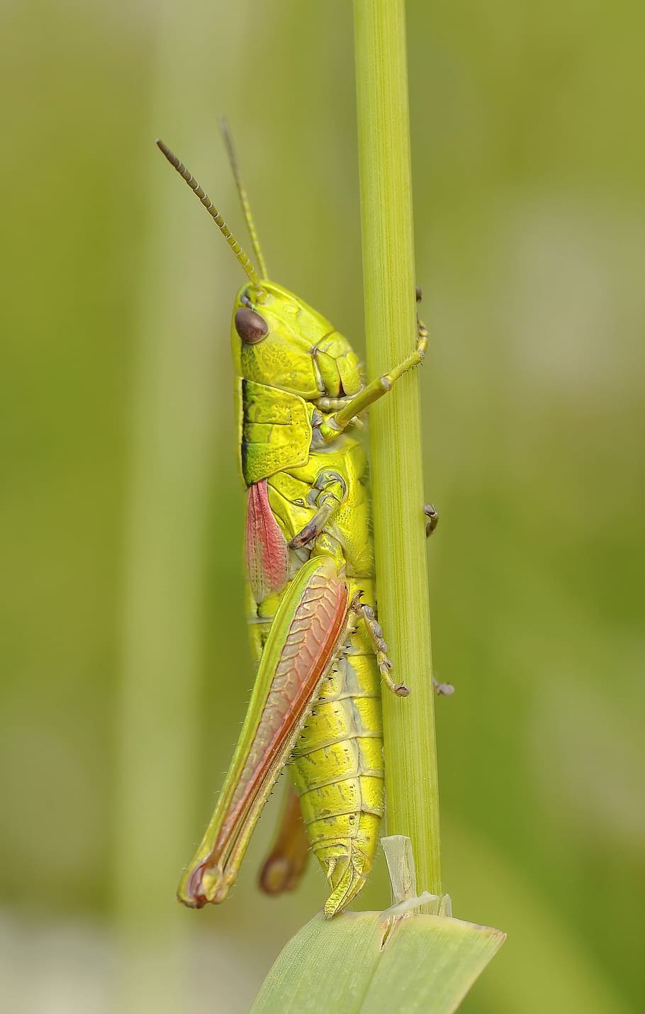 verd, posat, tija, primer pla, fotografia, koník, Llagosta, insecte, macro, fauna animal, temes d'animals, animal, animals a la natura, un animal, invertebrat, color verd, centrar-se en primer pla, dia, cap gent, naturalesa, a l'aire lliure, part del cos dels animals, antena animal, planta, zoologia, longitud completa, 2K