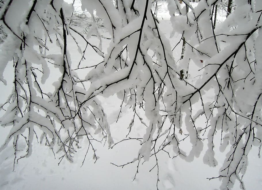 neu, cobert, branques dels arbres, hivern, blanc, arbres, branca, arbust, els arbustos, dia, bellesa, bonic, temperatura de fred, naturalesa, arbre nu, temps, gel, fons, bellesa a la natura, cap gent, arbre, planta, tranquil·litat, vista d’angle baix, Color blanc, cel, a l'aire lliure, creixement, congelat, escenics - natura, 1080P
