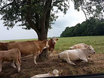vaques, ramat, estiu, arbre, lloc de descans, cel, prat, vaca, agricultura, granja, escena rural, animal, naturalesa, herba, bestiar, pastures, a l'aire lliure, mamífer, pasturatge, animals domèstics, nacional, grup d’animals, planta, temes d'animals, mascotes, camp, vertebrats, terra, bestiar domèstic, dia, cap gent, herbívors, família d’animals, 2K, CC0, domini públic, lliure de regalies