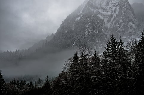 Montagne, couvert, neige, alentours, des arbres, photographie en niveaux de gris, montagne grise, arbre, brouillard, nuage, la nature, forêt, paysage, paysages, en plein air, hiver, chaîne de montagnes, personne, ciel, pin, nuage - ciel, sommet de la montagne, beauté dans la nature, scène tranquille, tranquillité, plante, paysages - nature, terre, scène non urbaine, environnement, température froide, journée, des bois, conifère, pinède, 4K, CC0, domaine public, libre de droits