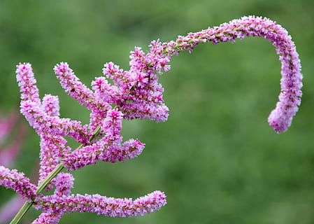 Frühling, Blume, schließen, Rosa, Frühlingsfarben, Makro, Pflanze, blühende Pflanze, Wachstum, Schönheit in der Natur, pinke Farbe, Fokus auf den Vordergrund, Zerbrechlichkeit, Frische, Verletzlichkeit, Natur, Tag, Nahansicht, keine Leute, Blütenstand, Blütenkopf, draußen, lila, Blütenblatt, selektiver Fokus, 4K, CC0, gemeinfrei, lizenzfrei