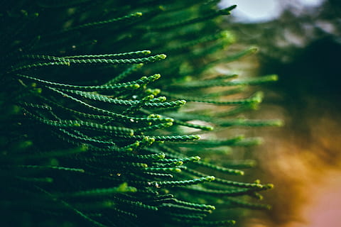foto tertutup, hijau, pohon, dangkal, fotografi fokus, string, pinus, pohon cemara, alam, merapatkan, hewan, keindahan di alam, warna hijau, fokus pada latar depan, tidak ada orang, menanam, pohon pinus, pohon jenis konifera, pertumbuhan, fokus selektif, pinaceae, cabang, air, hari, penurunan, di luar rumah, jarum - bagian tanaman, 5K, CC0, domain publik, bebas royalti