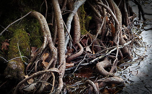 Wurzel, bewachsen, verschlungen, Wasser, Sumpfpflanze, Dickicht, Natur, Baum, Wald, Ast, draußen, Pflanze, keine Leute, Wachstum, Pflanzenteil, Tag, Ruhe, Land, Baumstamm, Kofferraum, Schönheit in der Natur, Blatt, trocken, Nahansicht, Komplexität, Blätter, verheddert, 2K, CC0, gemeinfrei, lizenzfrei