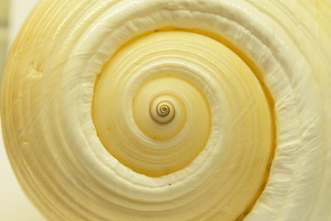 skal, spiral closeup, baggrund, struktur, uendelig, hvirvel, tæt på, spiralformet, mønster, ingen mennesker, indendørs, gul, naturligt mønster, dyreskal, baggrunde, skønhed i naturen, fuld ramme, dyr, natur, dyreliv, tekstureret, geometrisk form, hvid farve, form, koncentriske, 5K, CC0, offentligt domæne, royaltyfrie