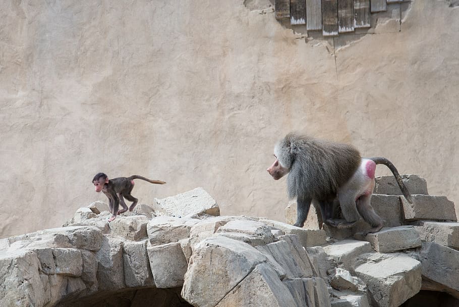 babuí, perseguint, correr, mamífer, mico, jove, corrent, bonic, persecució, jugar, juganer, actiu, zoo, nen petit, rock, diversió, infància, feliç, família, animal, vida salvatge, primat, Àfrica, temes d'animals, sòlid, rock - object, grup d’animals, animals a la natura, fauna animal, vertebrats, dos animals, naturalesa, dia, arquitectura, a l'aire lliure, cap gent, estructura construïda, 4K