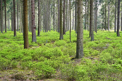 alt, arbres, camp de gespa, bosc, bosc de pins, picea, plantes forestals, sòl del bosc, fulles, planta forestal, arbust de nabius, arbusts de baia blava, baia, naturalesa, verd, fusta, sòl, terra, escorça, paisatge, indústria de la fusta, silvicultura, troncs d’arbres, registre, arbre, planta, tronc, tronc de l'arbre, tranquil·litat, color verd, bellesa a la natura, creixement, escena tranquil·la, escenics - natura, escena no urbana, cap gent, dia, herba, medi ambient, a l'aire lliure, pi, bosc de pi, arbre de coníferes, 2K, CC0, domini públic, lliure de regalies