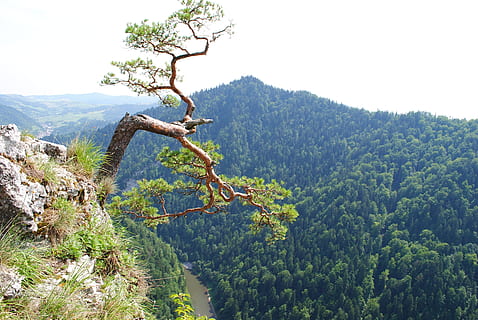 muntanya, muntanyes, arbre, superior, vista, tatra, Polònia, rock, tatry, pujar msię, turó, alt, paisatge, les elevades tatras, el parc nacional, senderisme, planta, bellesa a la natura, creixement, escenics - natura, tranquil·litat, naturalesa, cel, color verd, escena tranquil·la, medi ambient, dia, terra, cap gent, escena no urbana, idíl·lic, cel clar, bosc, a l'aire lliure, 4K, CC0, domini públic, lliure de regalies