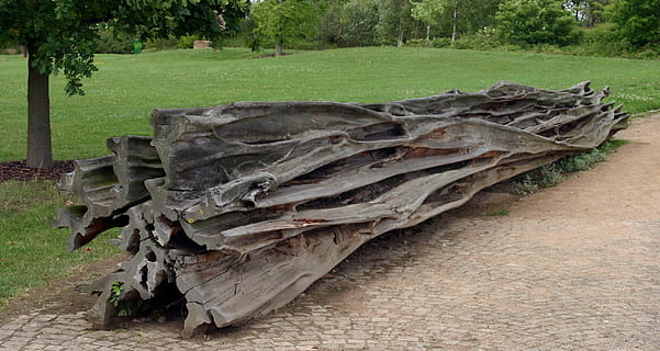 Sequoia, parkere, træ, væk, fossil, hanover, plante, natur, dag, jord, ingen mennesker, grøn farve, udendørs, træ - materiale, vækst, Mark, træstamme, ro, bagagerum, græs, Skov, skønhed i naturen, rolig scene, log, 1080P, CC0, offentligt domæne, royaltyfrie