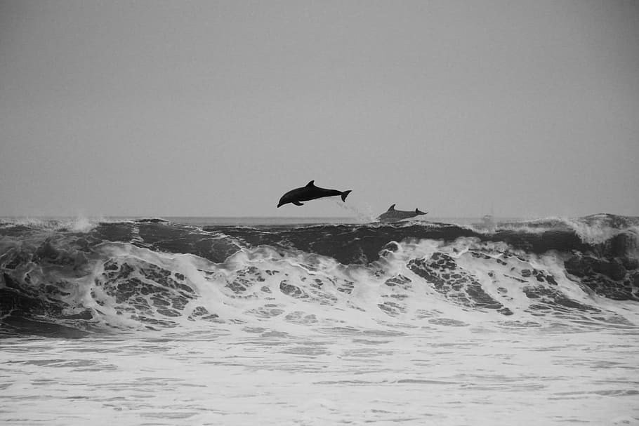fotografia en escala de grisos, surf de dofins, onada, animals, mamífers, dofins, naturalesa, bonic, vida salvatge, feliç, intel · ligent, onades, shorebreak, escullera, oceà, mar, aigua, saltar, juganer, adorable, splash, criatura, mamífer, ocell, animals a la natura, vertebrats, animal, fauna animal, temes d'animals, moviment, cel, un animal, volant, horitzó, cap gent, horitzó sobre l’aigua, escenics - natura, bellesa a la natura, 1080P