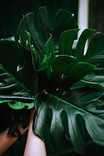 Colorful, Exotic, Flowers, Greenery, flora, leaf, leaves, tropical, multicolor, nature, plant, freshness, green Color, close-up, growth, agriculture, vegetable, plant part, beauty in nature, real people, one person, human body part, day, vulnerability, fragility, indoors, human hand, holding, personal perspective, unrecognizable person, flower head, finger, houseplant, 5K