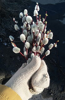 primavera, verba, Pasqua, ramo, rene, pianta, natura, fioriture di salice, peloso, natura vivente, fioritura, avvicinamento, bellissimo, i primi fiori, Siberia, Cristo è risorto, Kolyma, Magadan, vista dall'alto, pianta fiorita, fiore, bellezza nella natura, nessuno, giorno, vulnerabilità, luce del sole, fragilità, all'aperto, crescita, freschezza, animali allo stato selvatico, Colore bianco, infiorescenza, testa di fiore, fauna selvatica, 2K, CC0, dominio pubblico, privo di copyright