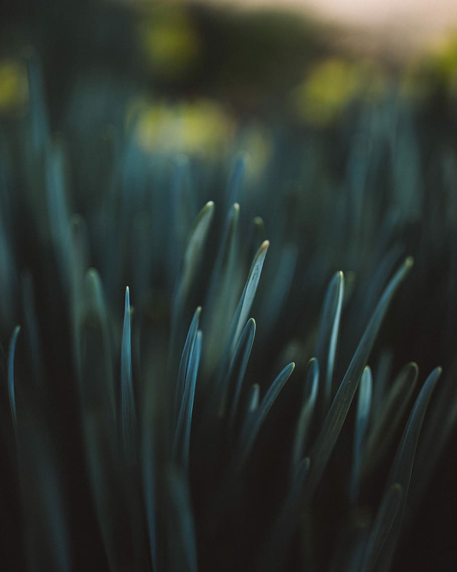 Makrofotografie, Blatt, ohne Titel, Gras, Natur, Makro, dunkel, geringe schärfentiefe, Grün, Schatten, Nahansicht, selektiver Fokus, keine Leute, Schönheit in der Natur, abstrakt, Pflanze, Wachstum, Hintergründe, Fokus auf den Vordergrund, Pflanzenteil, Muster, Fülle, draußen, Tag, Essen und Trinken, extreme Nahaufnahme, Frische, Verletzlichkeit, 5K