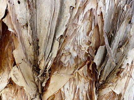 Rinde, Papier, Textur, Muster, Borke, Papierrinde, Rau, Oberfläche, Nahansicht, texturiert, Baum, Natur, Holz, Papier-, natürlich, Pflanze, keine Leute, Hintergründe, Vollbild, Tag, Holz - Material, Baumstamm, Kofferraum, draußen, braun, Pflanzenrinde, natürliches Muster, High Angle View, Schönheit in der Natur, 4K, CC0, gemeinfrei, lizenzfrei