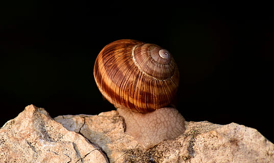 snegl, skal, natur, tæt, snegl shell, snegl, skal, spiralformet, bløddyr, dyr, krybdyr, kravle, af gennemsøgning, langsomt, boliger, et dyr, sort baggrund, dyre temaer, dyr i naturen, dyreliv, rock-objekt, solid, klippe, studio skud, ingen mennesker, dyreskal, tæt på, hvirvelløse, enkelt objekt, udendørs, rock formation, skønhed i naturen, 5K, CC0, offentligt domæne, royaltyfrie