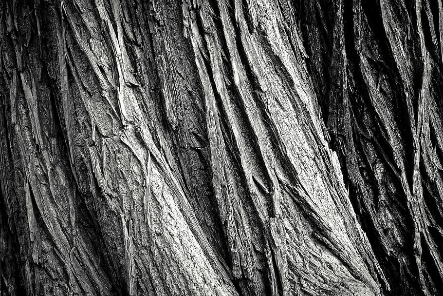 primer pla, foto, gris, tronc de l'arbre, arbre, escorça d'arbre, registre, naturalesa, tribu, fusta, escorça, bosc, estructura, nínxol, tancar, vell, textura, fons, nodrit, patró, resistent, gra, estructura de fusta, fusta vella, tons de marró, meteorització, negre blanc, blanc i negre, negre, blanc, sw, marc complet, aspre, gra de fusta, cap gent, tronc, patró natural, material de fusta, escorça de la planta, planta, dia, a l'aire lliure, marró, efecte texturat, condició natural, 4K
